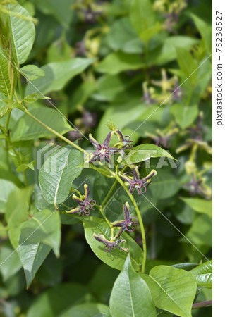 Silkvine Silkvine 75238527