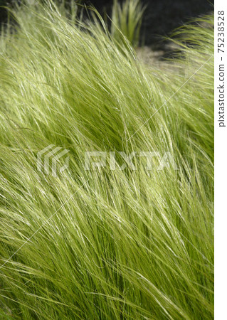 Pony tails grass Pony tails grass 75238528