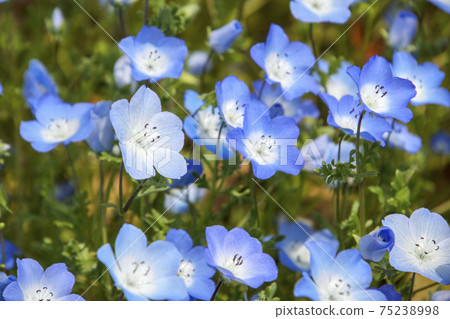 Nemophila（Rurikarakusa）的藍色花朵 75238998