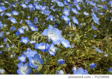 Blue flowers of Nemophila (Rurikarakusa) Blue flowers of Nemophila (Rurikarakusa) 75239000