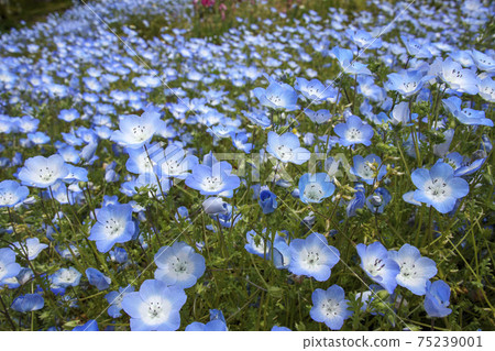 Nemophila(Rurikarakusa)的藍色花朵 Nemophila(Rurikarakusa)的藍色花朵 75239001