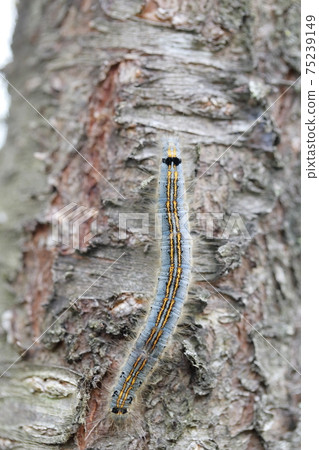 Insects crawling on cherry trees (Lackey moth larvae) 75239149