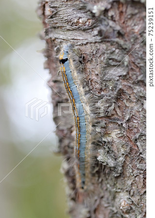Insects crawling on cherry trees (Lackey moth larvae) 75239151