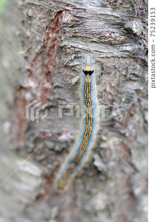 Insects crawling on cherry trees (Lackey moth larvae) 75239153