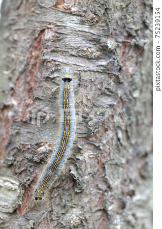 Insects crawling on cherry trees (Lackey moth larvae) 75239154