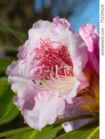 Rhododendron Hybrid Belami, Rhododendron hybrid Rhododendron Hybrid Belami, Rhododendron hybrid 75239428