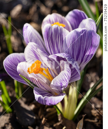 Crocus, flowers of the spring Crocus, flowers of the spring 75239429