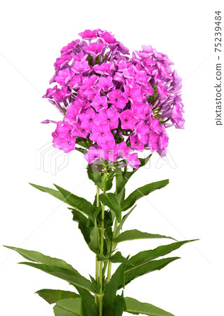 Purple phlox plant 75239484
