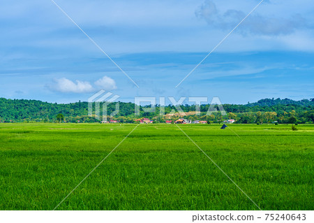 Impressive landscape green rice field with mountains in the background Impressive landscape green rice field with mountains in the background 75240643