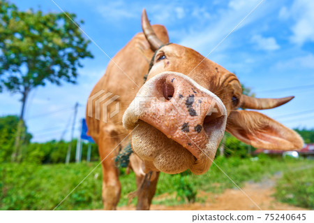 Close up portrait of curious cow grazing on the roadside Close up portrait of curious cow grazing on the roadside 75240645