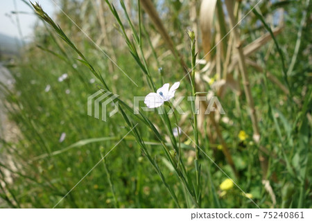 flax flower flax flower 75240861