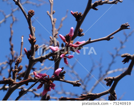 Sicilian Yudanoki (bud) 75240919