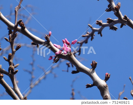 Sicilian Yudanoki (bud) 75240921