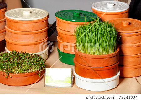 Sprouted grains of wheat and legumes, growing microgreens in special clay containers for healthy food, copy space. Sprouted grains of wheat and legumes, growing microgreens in special clay containers for healthy food, copy space. 75241034