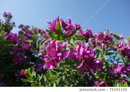 Sicilian snakefish 75241130