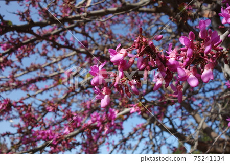 Sicilian phylum 75241134