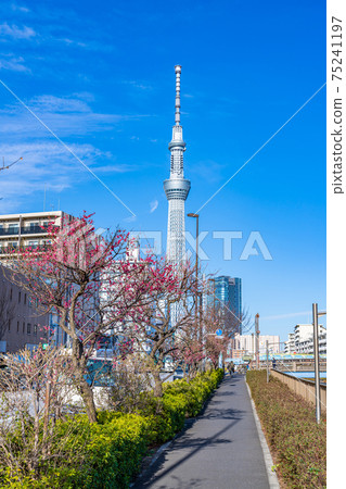 Spring in Japan A row of plum trees along the Hongo Kameido Line on Tokyo Metropolitan Road No. 453 Spring in Japan A row of plum trees along the Hongo Kameido Line on Tokyo Metropolitan Road No. 453 75241197