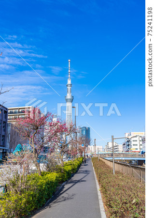 Spring in Japan A row of plum trees along the Hongo Kameido Line on Tokyo Metropolitan Road No. 453 Spring in Japan A row of plum trees along the Hongo Kameido Line on Tokyo Metropolitan Road No. 453 75241198