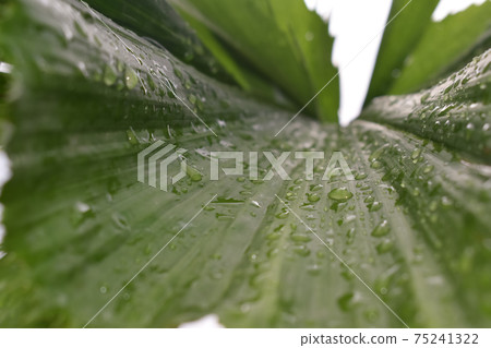 Rain drops on leaves. Spattered different sized water droplets on leaves Rain drops on leaves. Spattered different sized water droplets on leaves 75241322