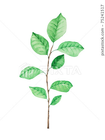 Green branches watercolor 75241517