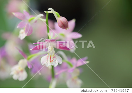Pink flowers of calanthe discolor Pink flowers of calanthe discolor 75241927