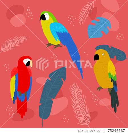 Parrot illustration pattern 75242387