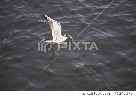 Black-headed seagull, swinging on the waves, eats bread 75243176