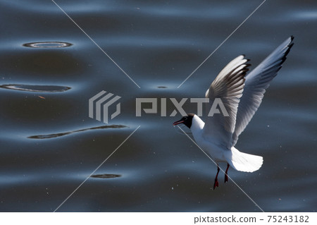 The seagull is about to fall on the water The seagull is about to fall on the water 75243182