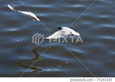 Two lake gulls fly over the large rippling sea 75243183