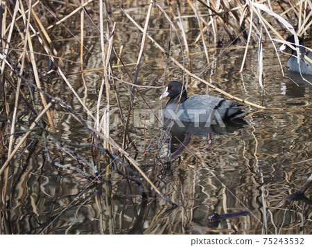 哦範 哦範 75243532