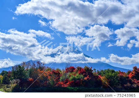 富士山和秋葉在藍天背景下的協作場景@山梨湖,山梨 富士山和秋葉在藍天背景下的協作場景@山梨湖,山梨 75243965