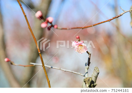 Plum blossom Tenjin 75244181