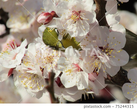 Yushima Tenjin Bush Warbler Yushima Tenjin Bush Warbler 75244315