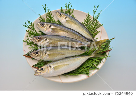 真竹莢魚 真竹莢魚 75244940