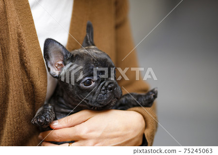法國鬥牛犬 法國鬥牛犬 75245063