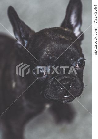 法國鬥牛犬 法國鬥牛犬 75245064