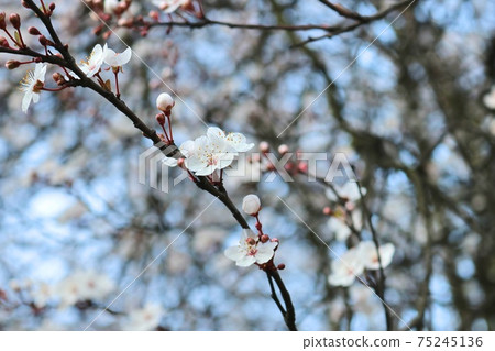 Beautiful cherry trees, buds and flowers found during a spring walk in London Beautiful cherry trees, buds and flowers found during a spring walk in London 75245136