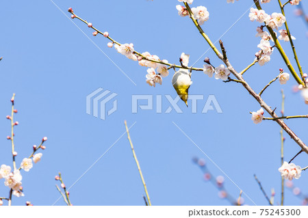 White-eye sucking plum nectar White-eye sucking plum nectar 75245300
