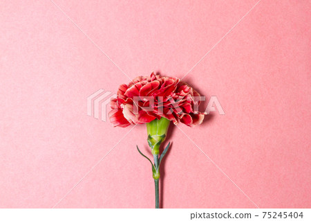 Mother's Day red carnation pink background material Mother's Day red carnation pink background material 75245404