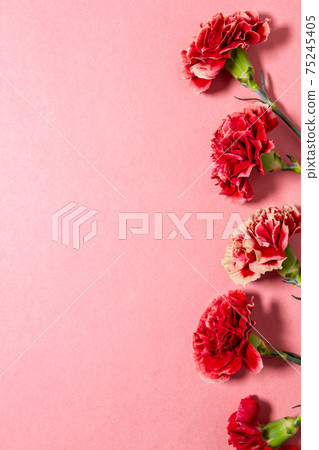 Mother's Day red carnation pink background material Mother's Day red carnation pink background material 75245405