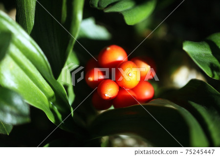 Omoto的紅色水果 Omoto的紅色水果 75245447