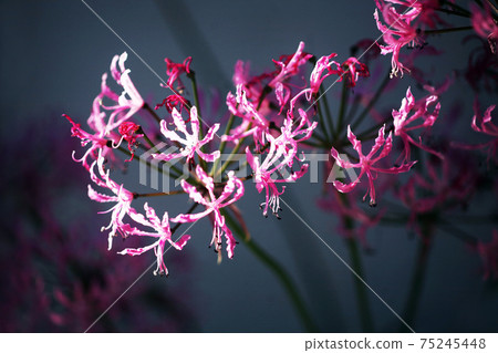Nerine鑽石百合花 Nerine鑽石百合花 75245448