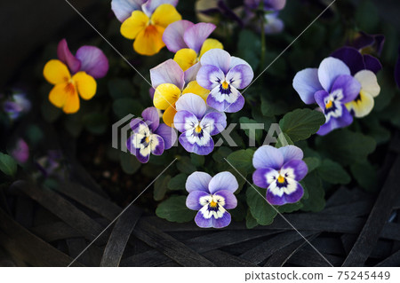 中提琴紫色和黃色花 中提琴紫色和黃色花 75245449