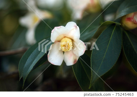 Showa Shousuke's flower blooms Showa Shousuke's flower blooms 75245463
