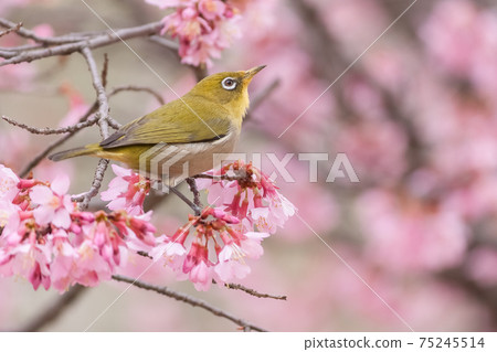 Meiro and okame bush Meiro and okame bush 75245514