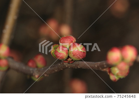 天然植物散景，芽在2月初。花朵盛開時，花朵和花朵的數量和顏色不知所措，這是否恰到好處？ 75245648