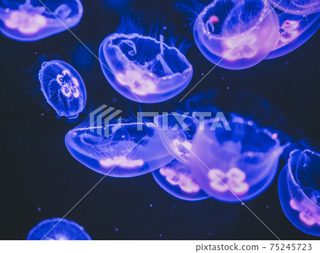 Moon jellyfish Moon jellyfish 75245723