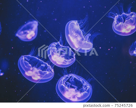 Moon jellyfish swimming in the water Moon jellyfish swimming in the water 75245726