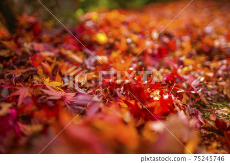 Autumn leaves fallen leaves Autumn leaves fallen leaves 75245746