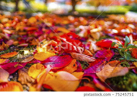 Autumn leaves fallen leaves Autumn leaves fallen leaves 75245751